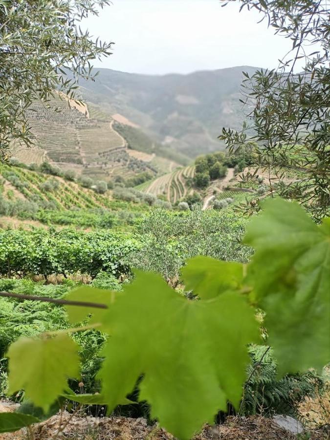 Quinta Da Laceira - Douro Valley - Alojamento Local Vila Real Εξωτερικό φωτογραφία